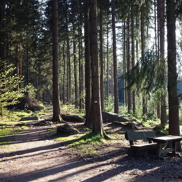 Blick auf einen Waldpfad